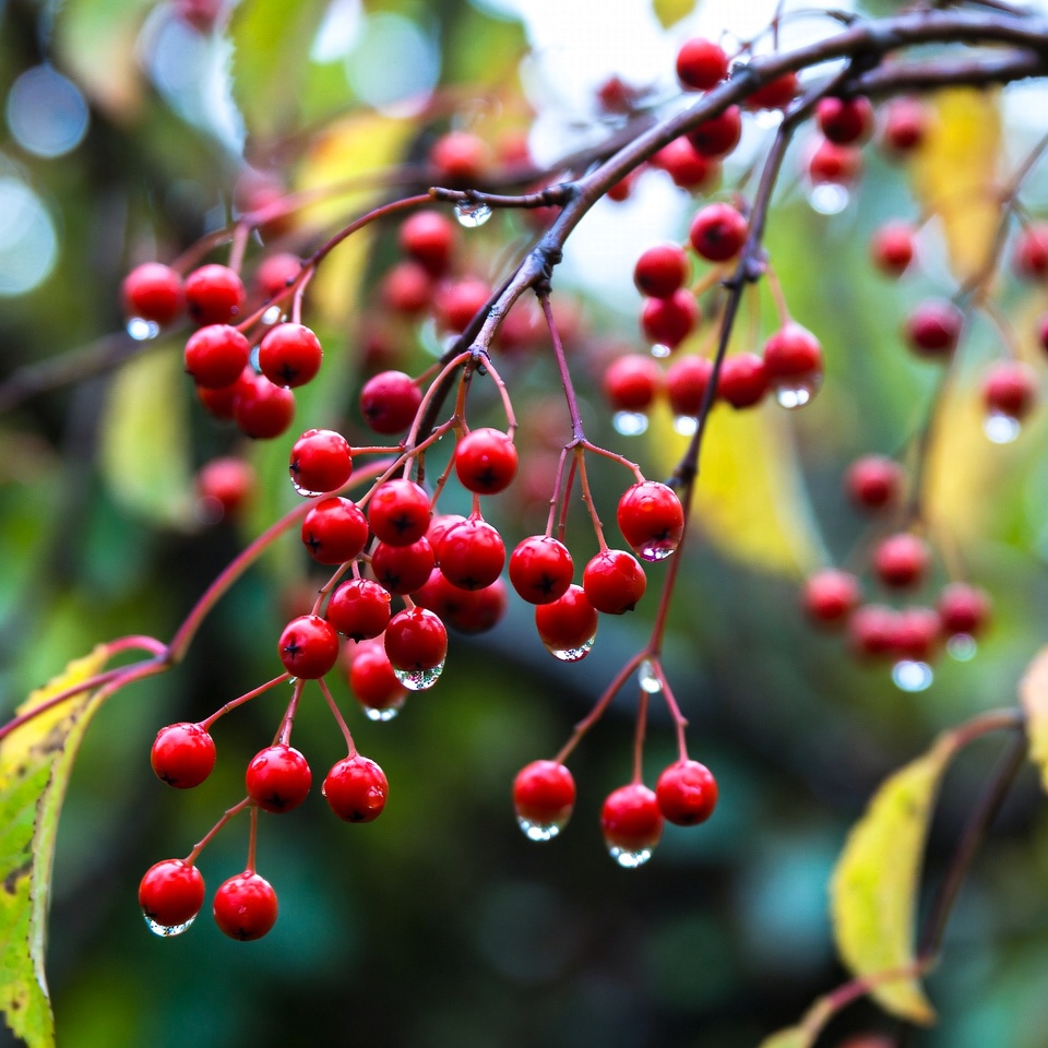 Bright red berries after rain Bright red berries after rain