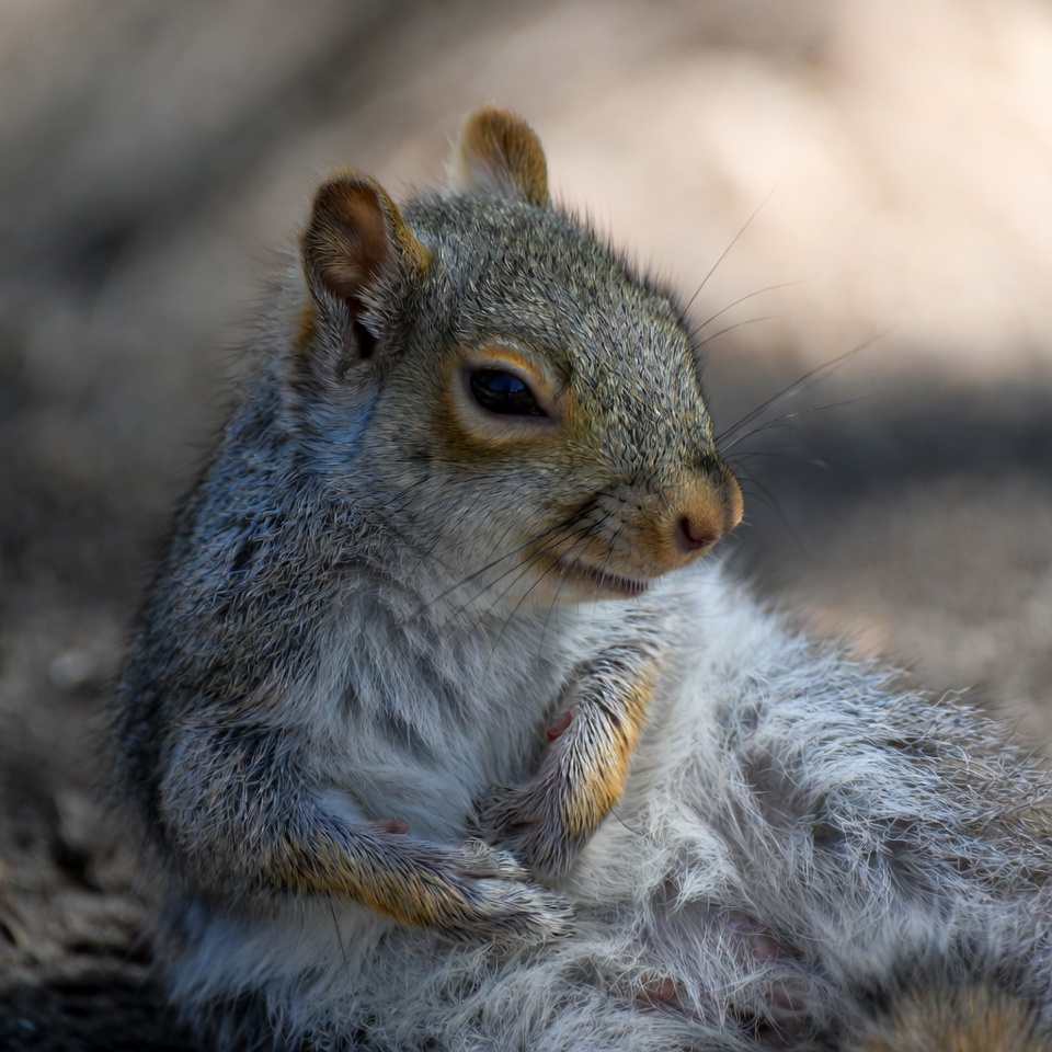 Squirrel resting in sunlight Squirrel resting in sunlight