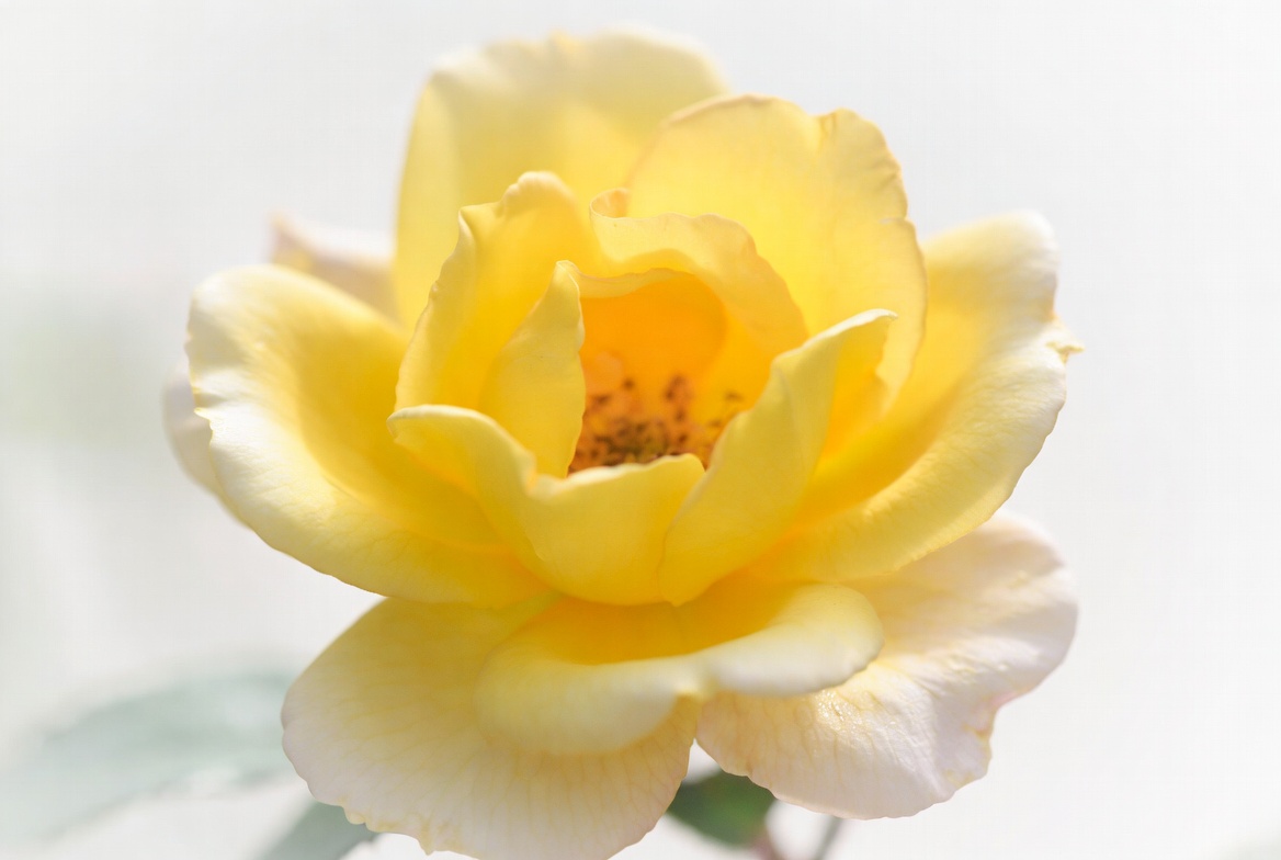 Yellow flower blooming on a sunny day Yellow flower blooming on a sunny day
