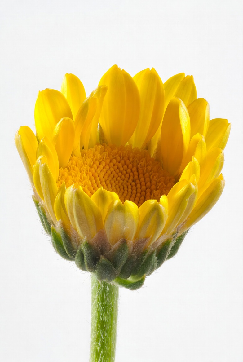 Yellow flower bud on a stem Yellow flower bud on a stem