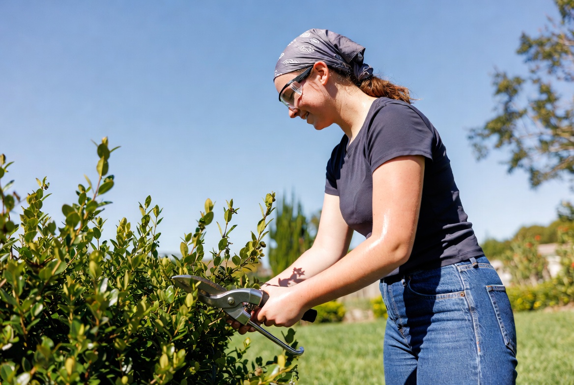 Gardening with scissors in sunny day Gardening with scissors in sunny day