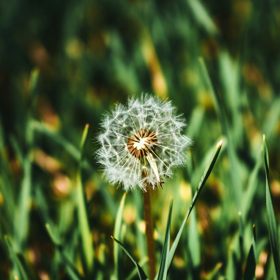 Dandelion in green grass during spring Dandelion in green grass during spring