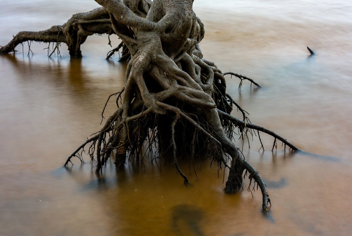 Roots of a tree in water Roots of a tree in water