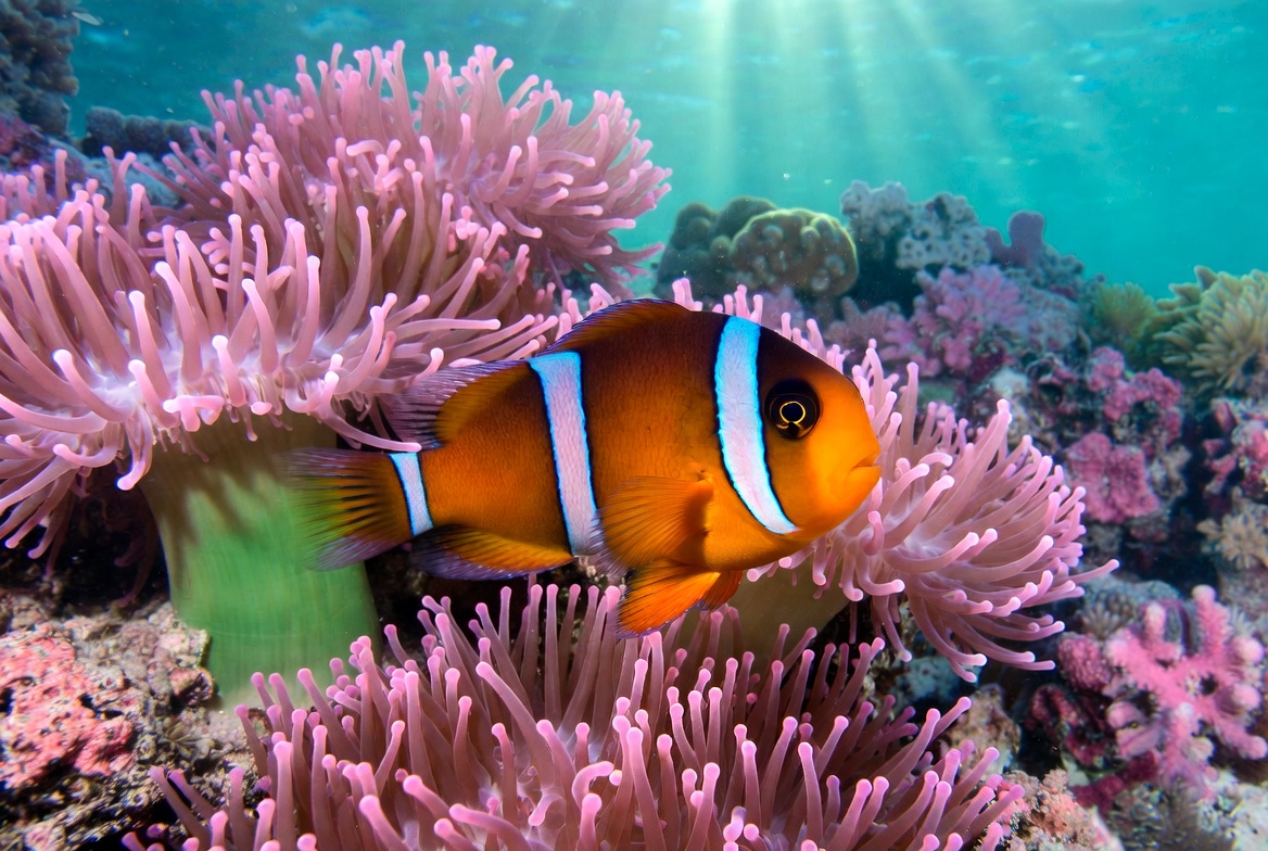 Clownfish among coral reefs in ocean Clownfish among coral reefs in ocean
