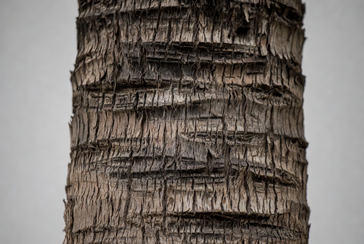 Close view of palm tree bark texture Close view of palm tree bark texture