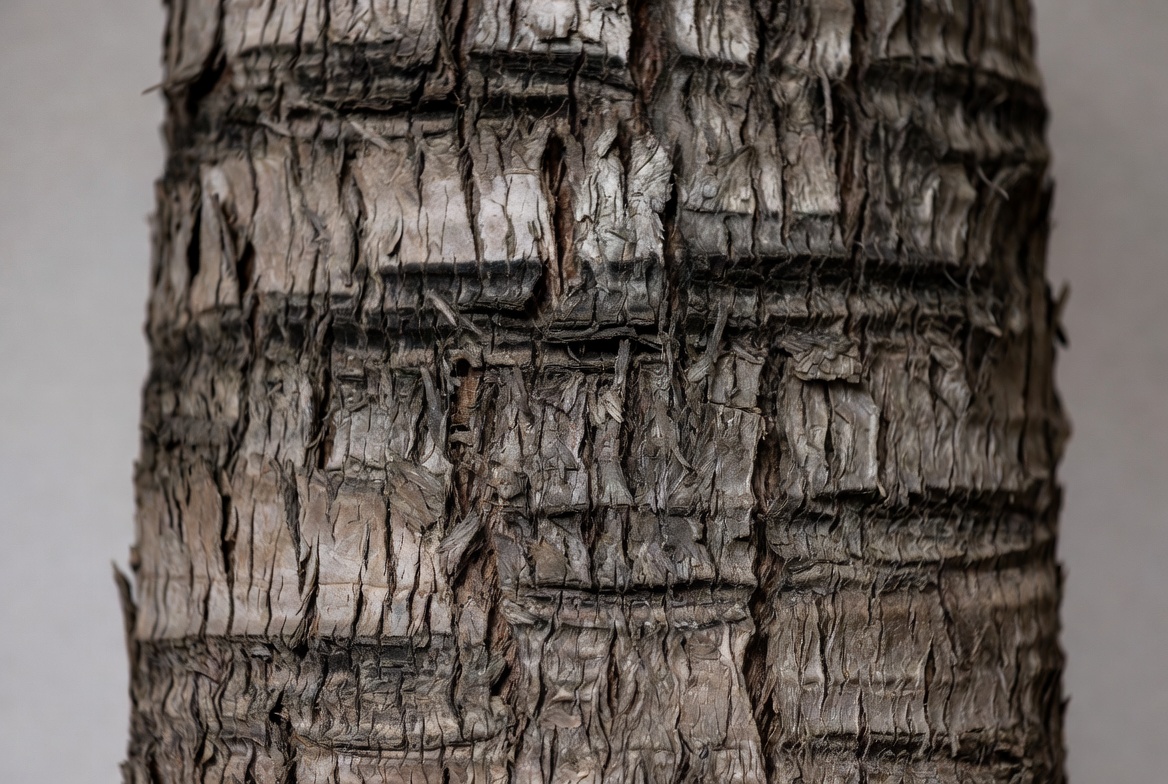 Close look at tree bark texture Close look at tree bark texture