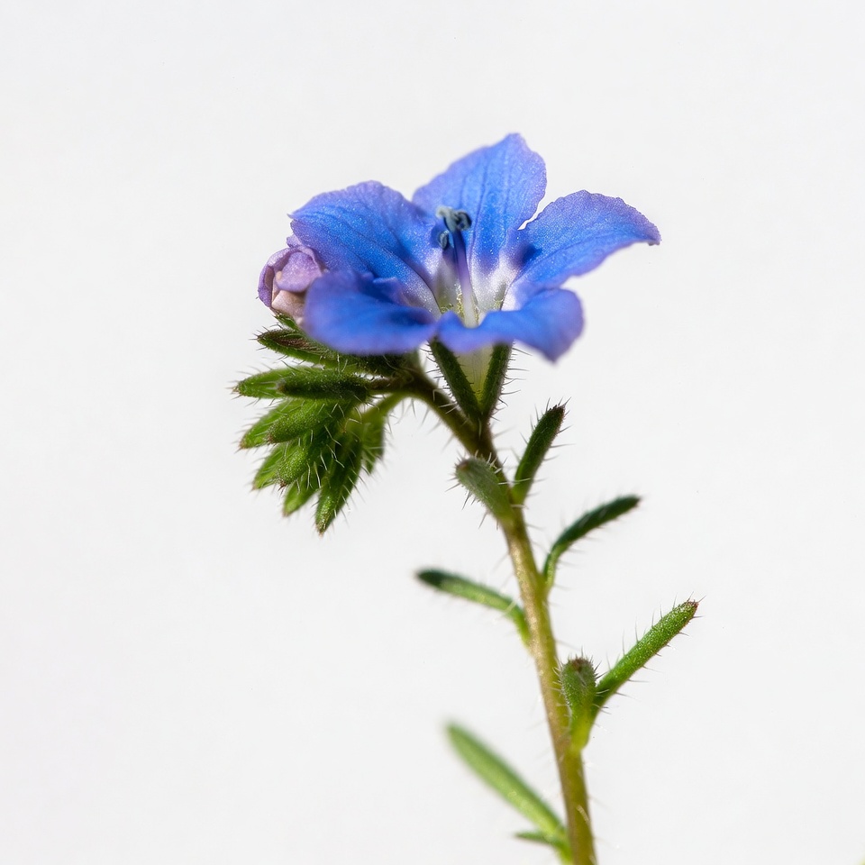 Flower with blue petals on a stem Flower with blue petals on a stem