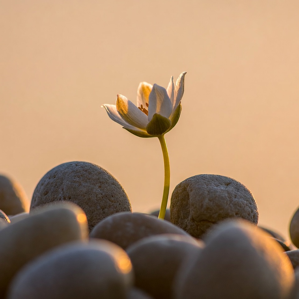 Flower grows among stones at sunset Flower grows among stones at sunset