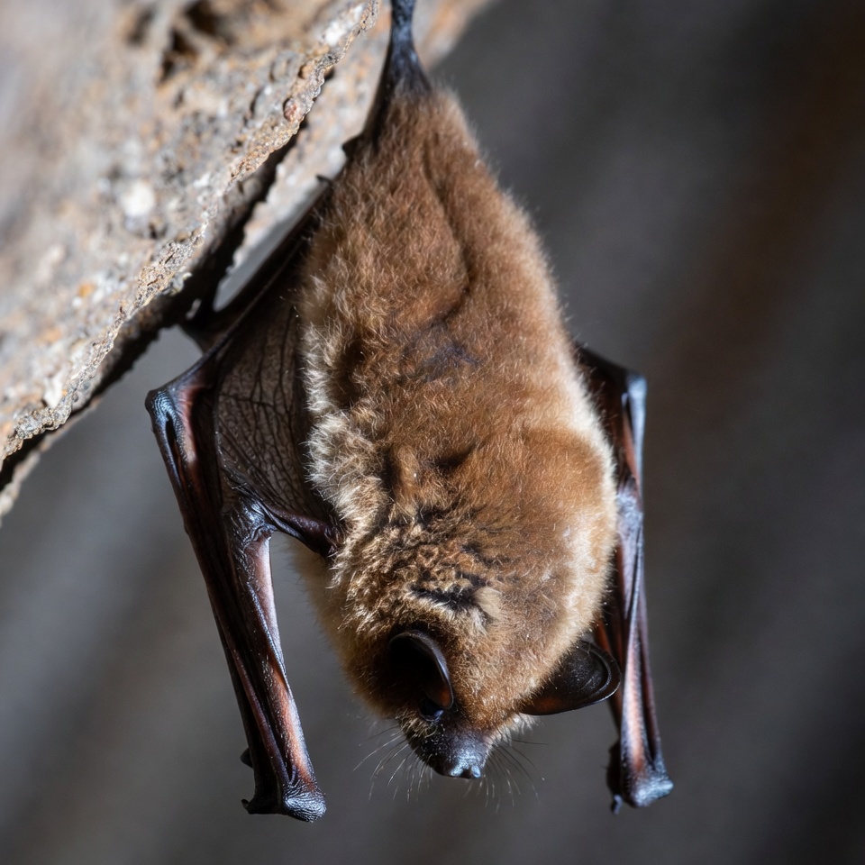 Bat hanging upside down in cave Bat hanging upside down in cave