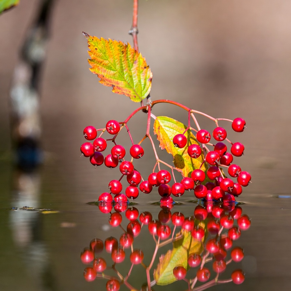 Bright red berries reflect on water Bright red berries reflect on water