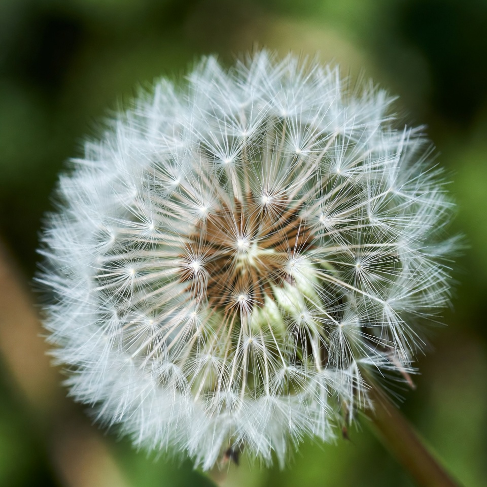 Dandelion puff in green background Dandelion puff in green background