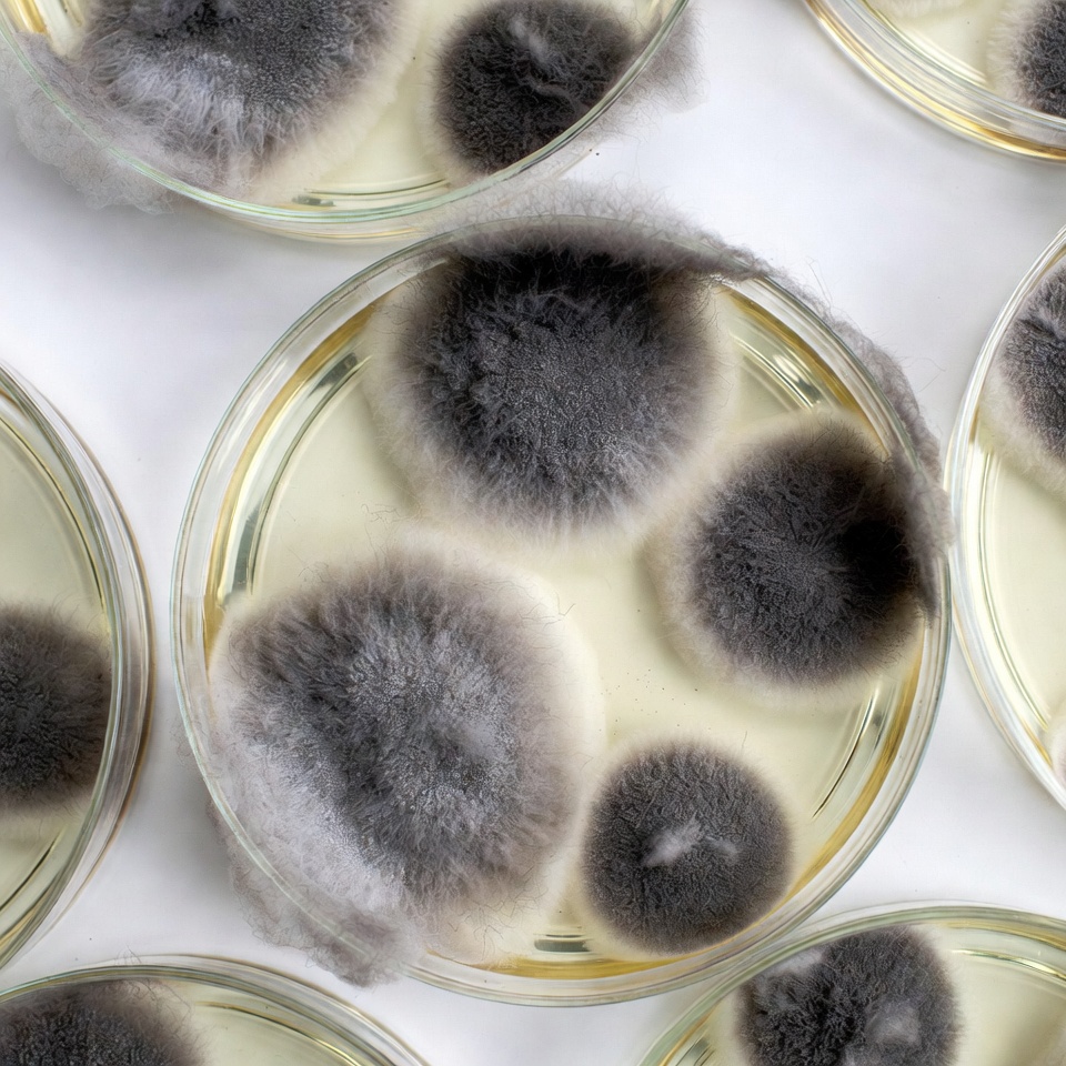 Mold growth in petri dishes observed Mold growth in petri dishes observed