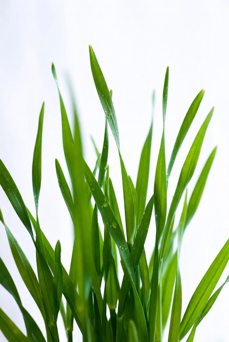 Green grass plant growing indoors Green grass plant growing indoors