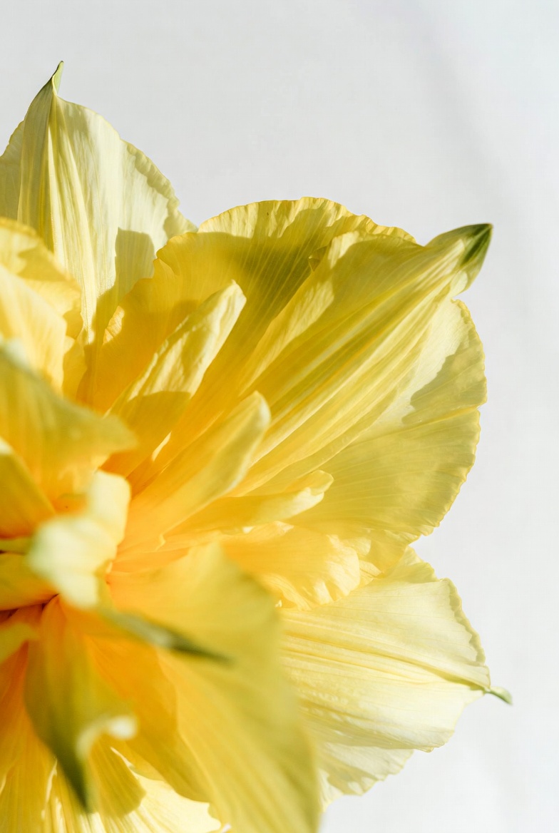 Bright yellow flower in close up Bright yellow flower in close up