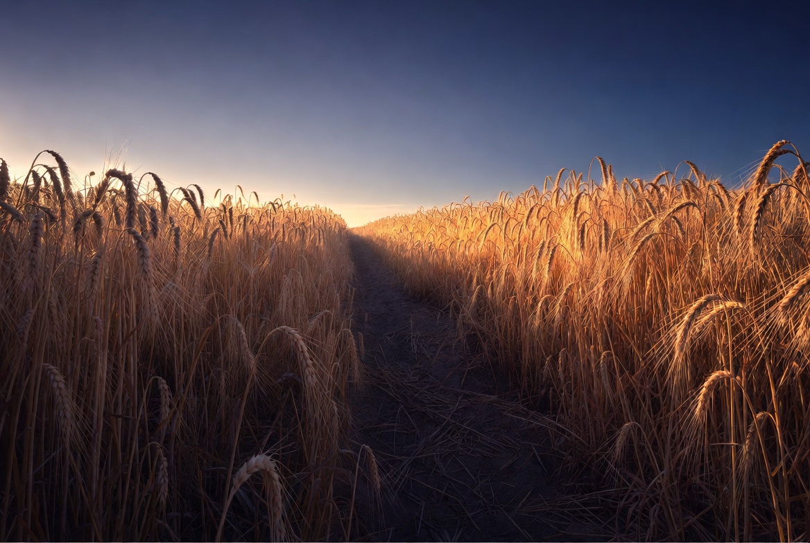 Wheat field at sunset near path Wheat field at sunset near path