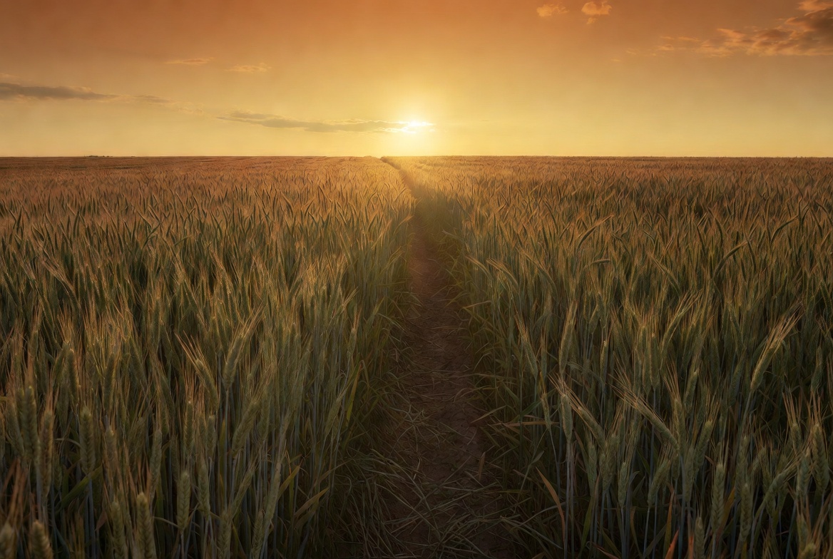 Wheat field at sunset with a path Wheat field at sunset with a path