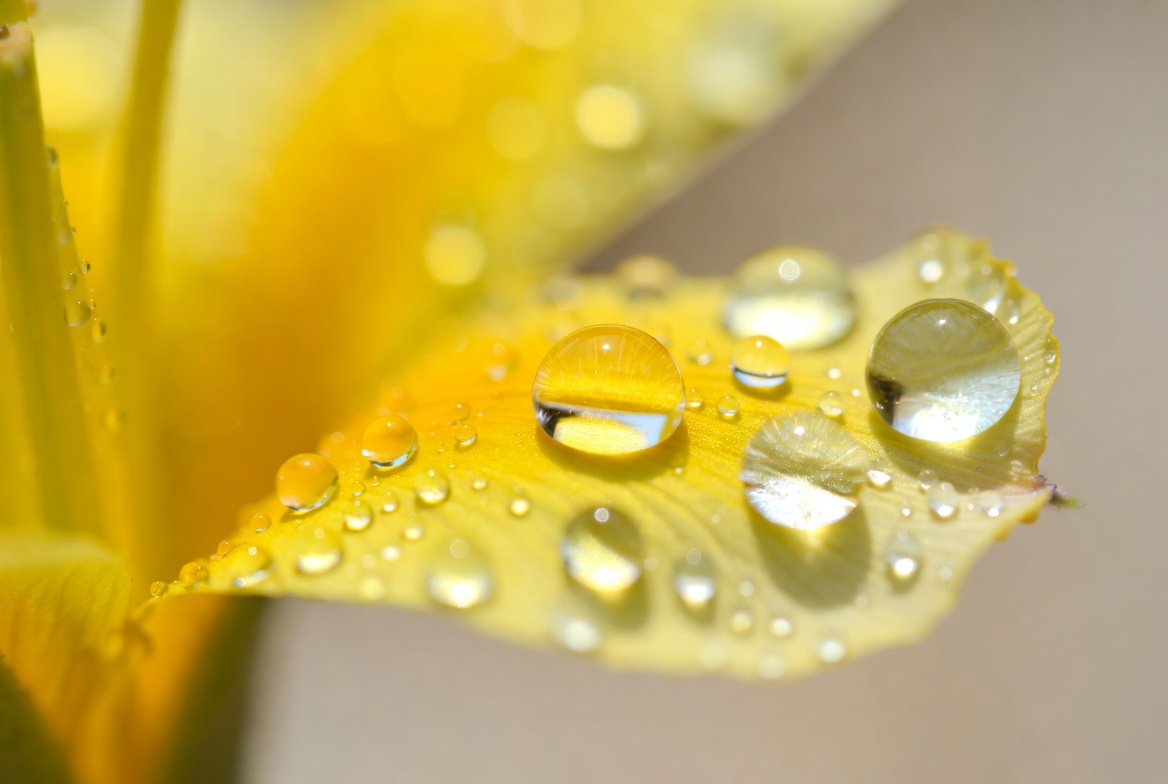 Water droplets on yellow petal Water droplets on yellow petal