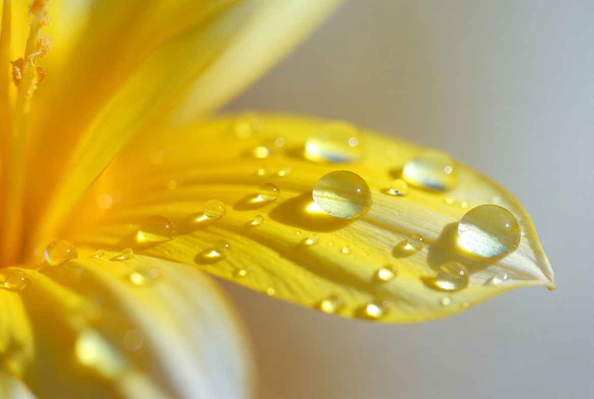 Yellow flower with water droplets Yellow flower with water droplets