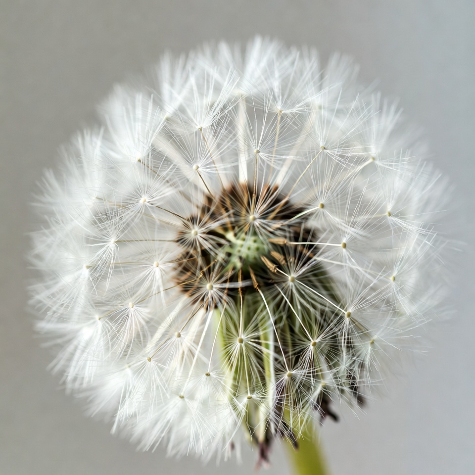 Dandelion seed head close up view Dandelion seed head close up view