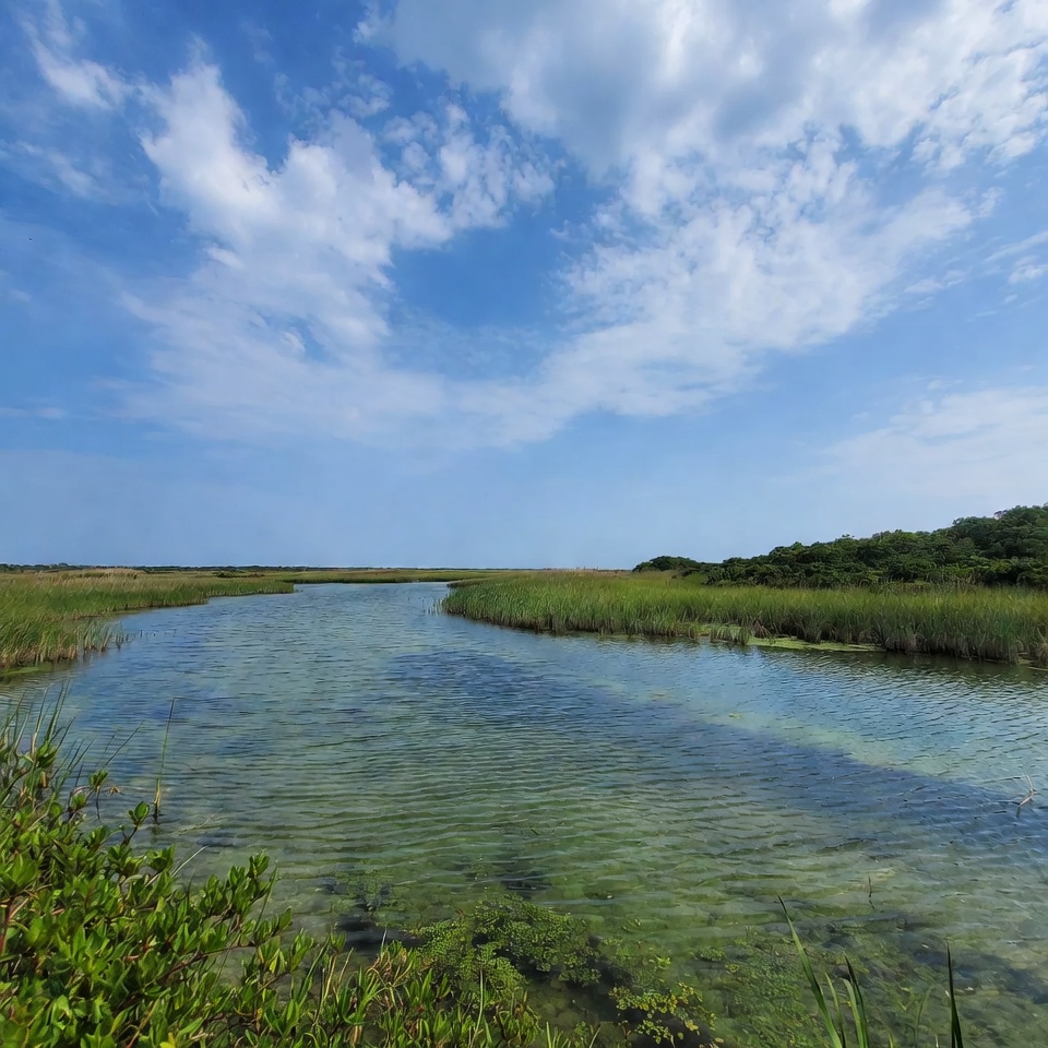 Clear water flows through green marsh Clear water flows through green marsh