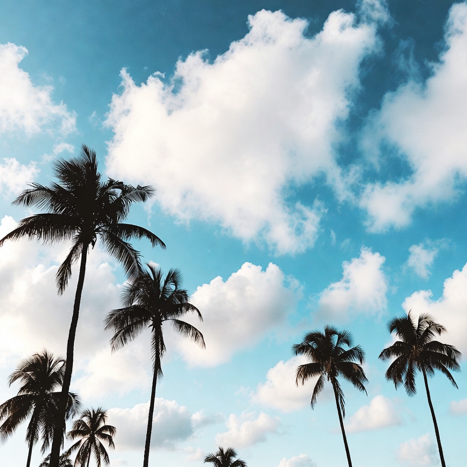 Palm trees under a blue sky Palm trees under a blue sky