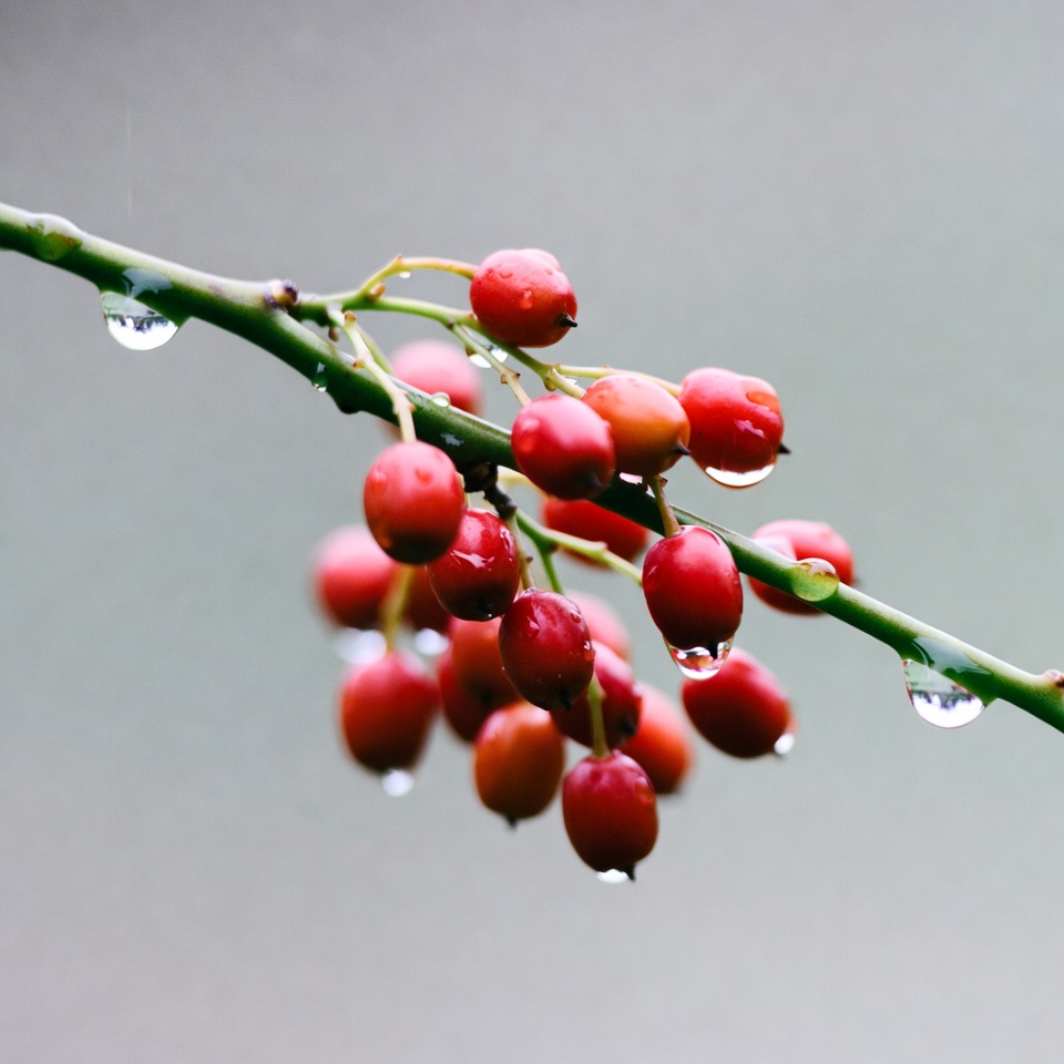 Red berries wet from rain Red berries wet from rain