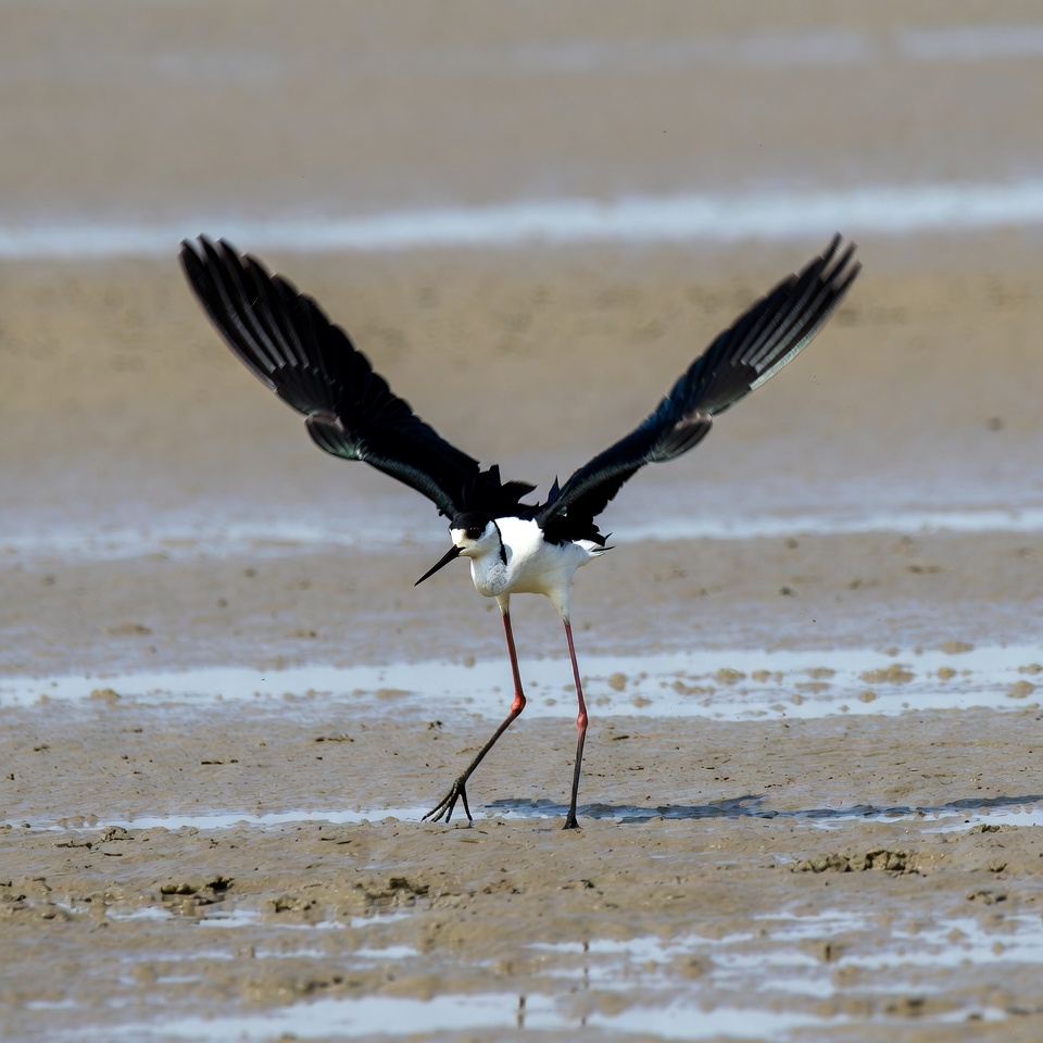 Bird walking on sandy shore Bird walking on sandy shore