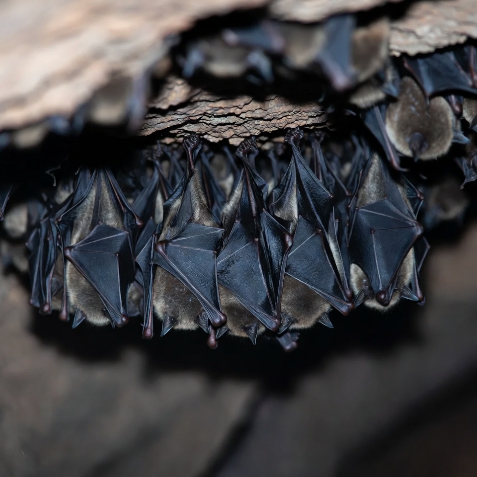 Bats hanging in a cave Bats hanging in a cave