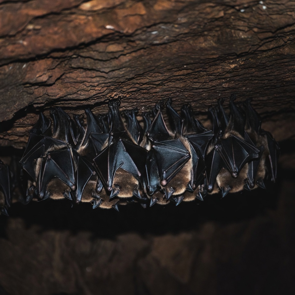 Bats hanging in a cave Bats hanging in a cave