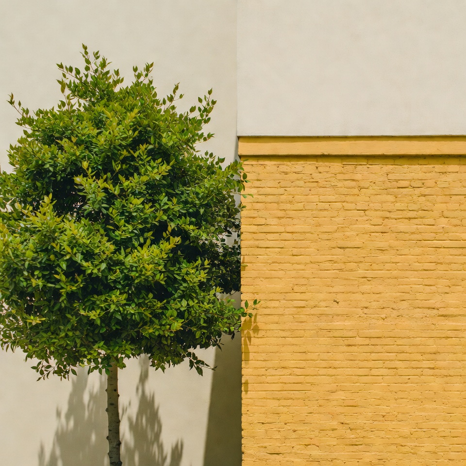 Green tree by yellow wall Green tree by yellow wall