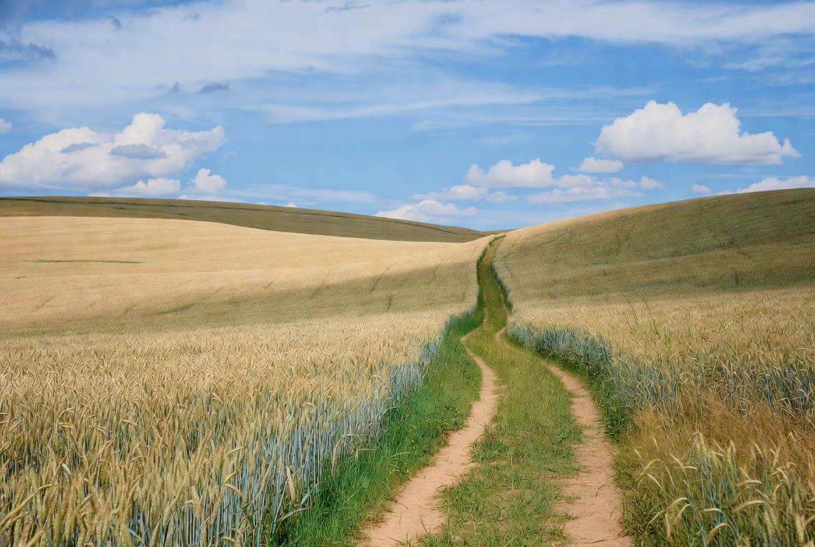 Path through wheat field under blue sky Path through wheat field under blue sky