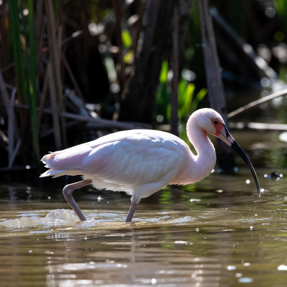 Bird foraging in shallow water Bird foraging in shallow water
