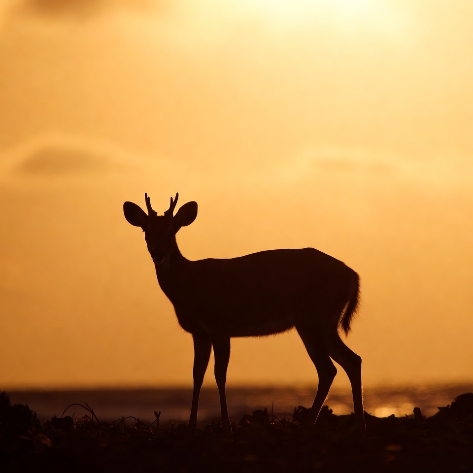 Deer silhouette at sunset near water Deer silhouette at sunset near water