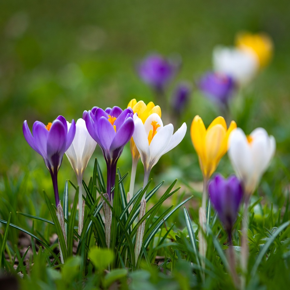 Spring flowers growing in garden Spring flowers growing in garden