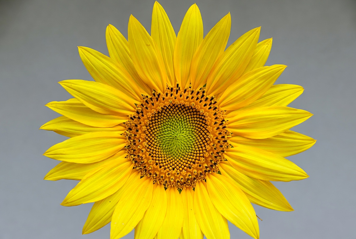 Sunflower close up in daylight Sunflower close up in daylight