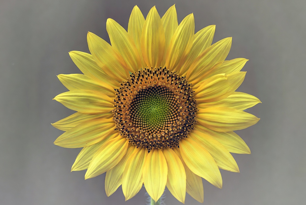 Bright sunflower blooms in daylight Bright sunflower blooms in daylight
