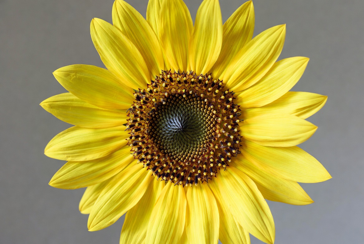 Bright yellow sunflower in full bloom Bright yellow sunflower in full bloom