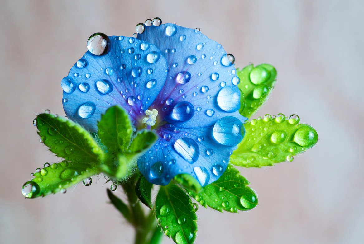 Blue flower with water droplets on plant Blue flower with water droplets on plant