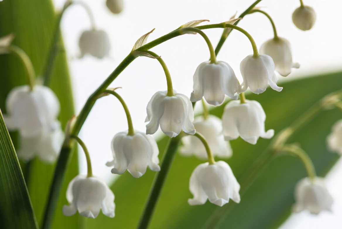 White flowers growing in the garden White flowers growing in the garden