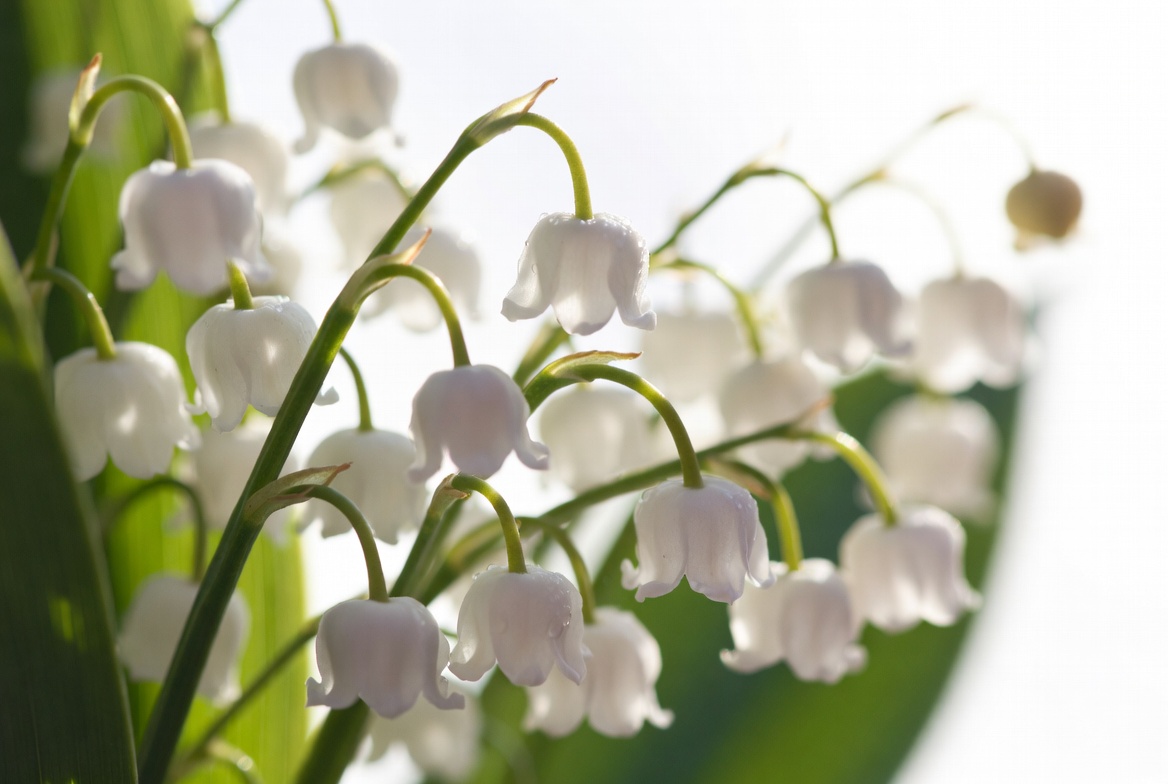 White blossoms in spring garden White blossoms in spring garden