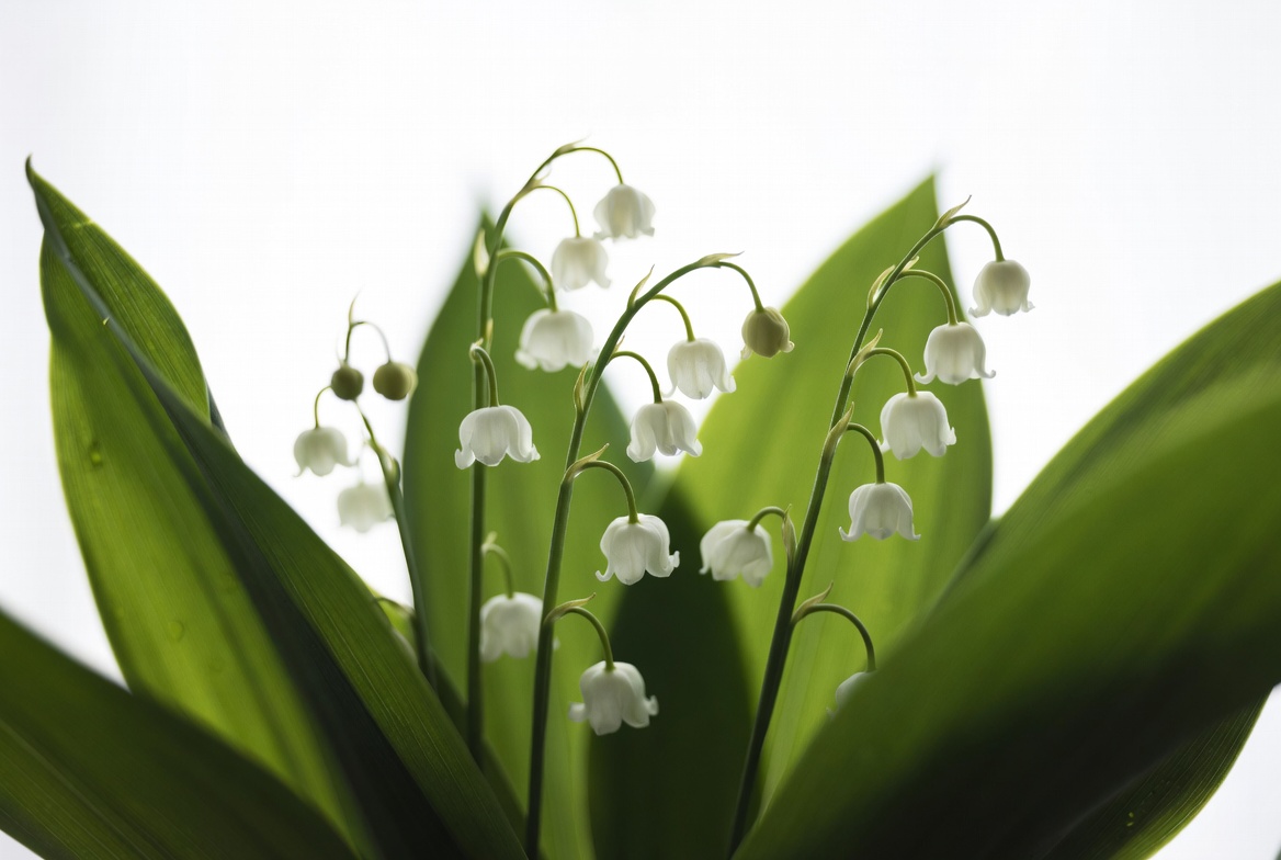 White flowers grow among green leaves White flowers grow among green leaves