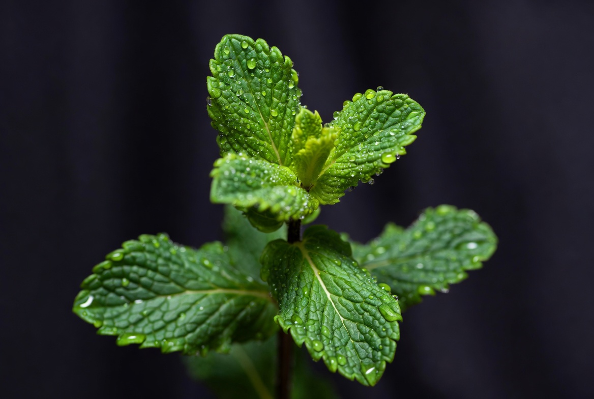 Fresh mint leaves with water droplets Fresh mint leaves with water droplets