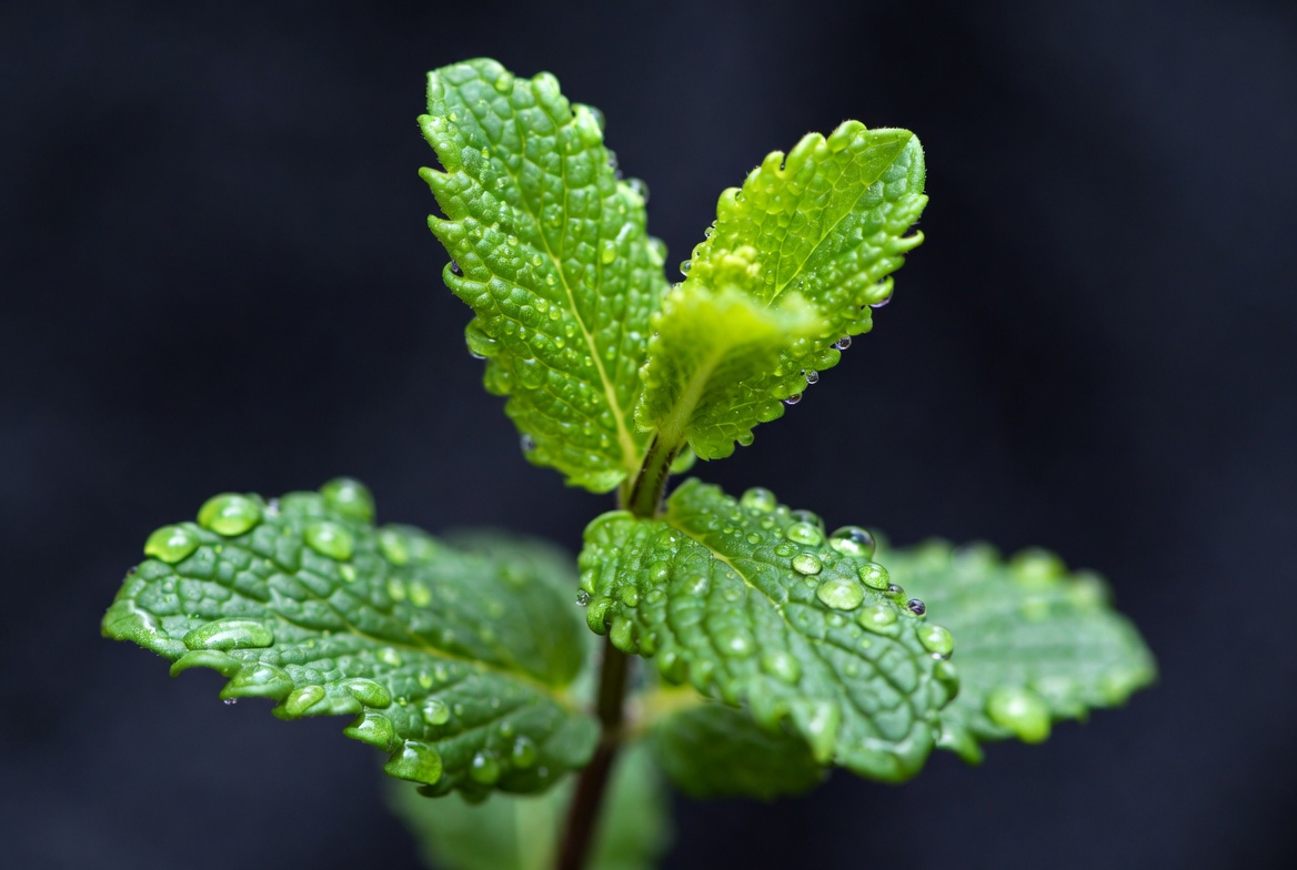 Fresh mint leaves with water droplets Fresh mint leaves with water droplets
