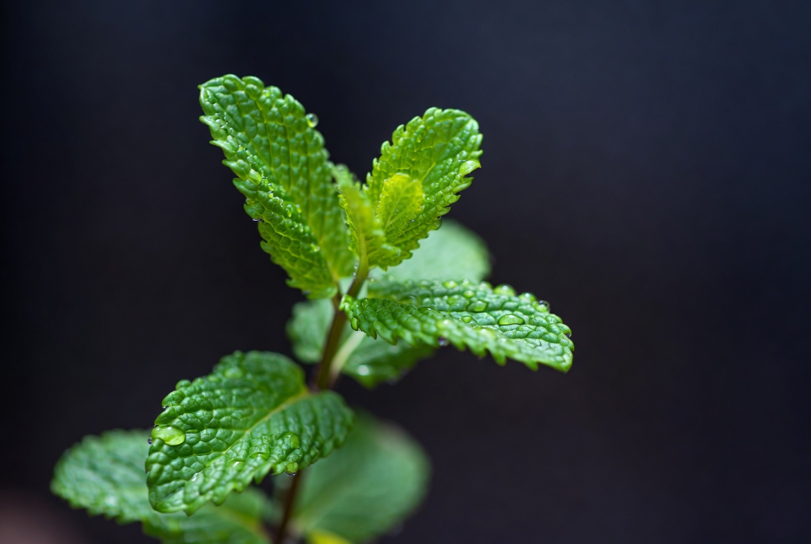Mint leaves close up detail Mint leaves close up detail