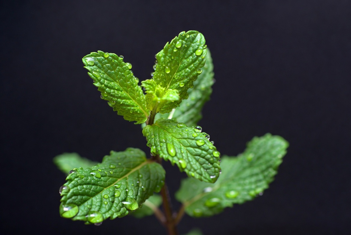 Fresh mint leaves with water droplets Fresh mint leaves with water droplets