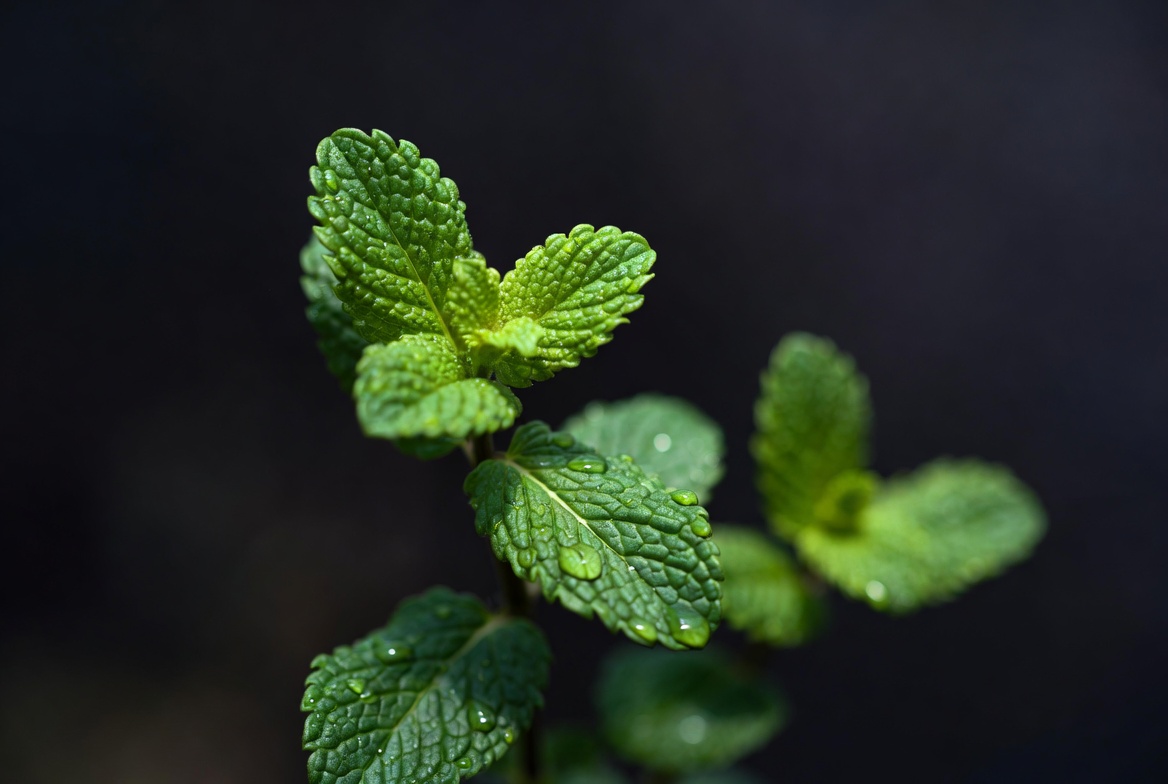 Mint leaves with water droplets in close-up Mint leaves with water droplets in close-up