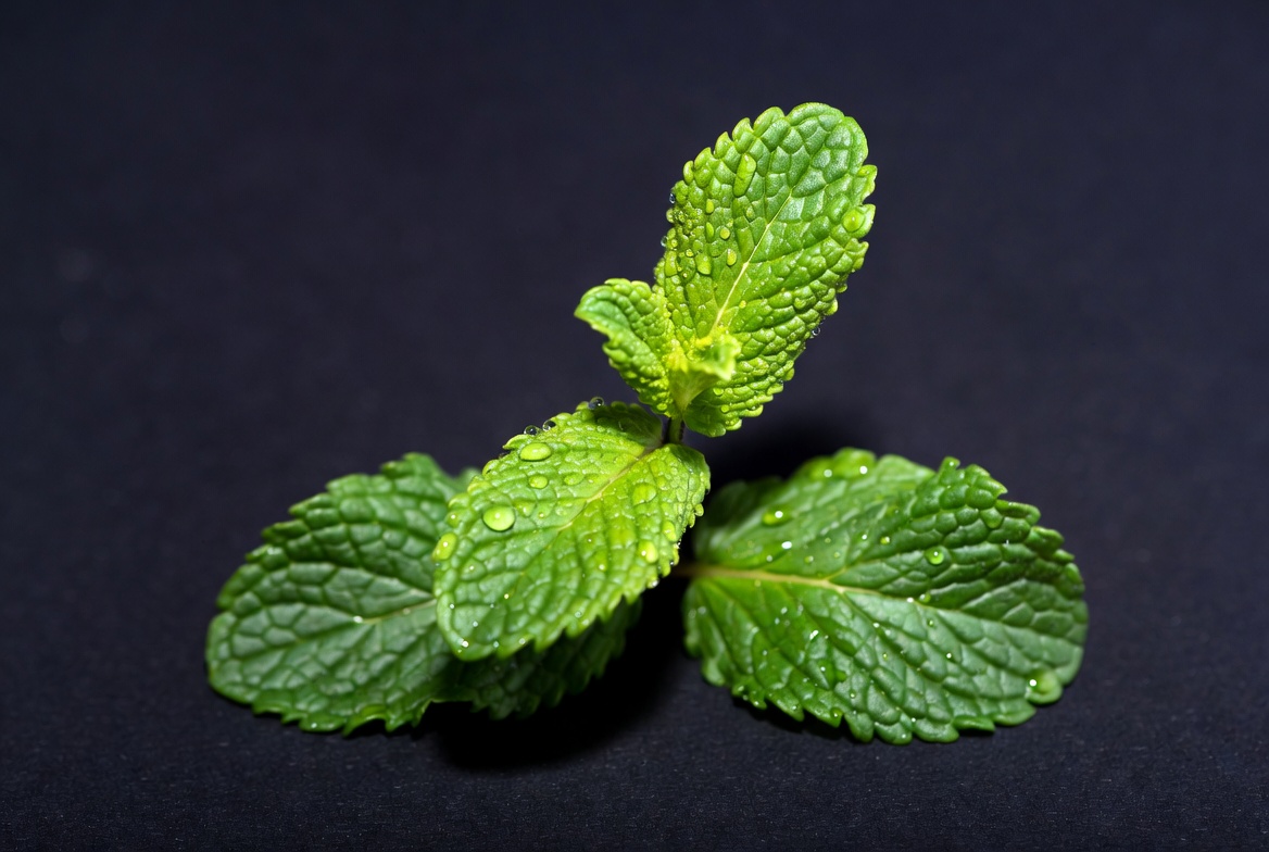Fresh mint leaves on a dark surface Fresh mint leaves on a dark surface