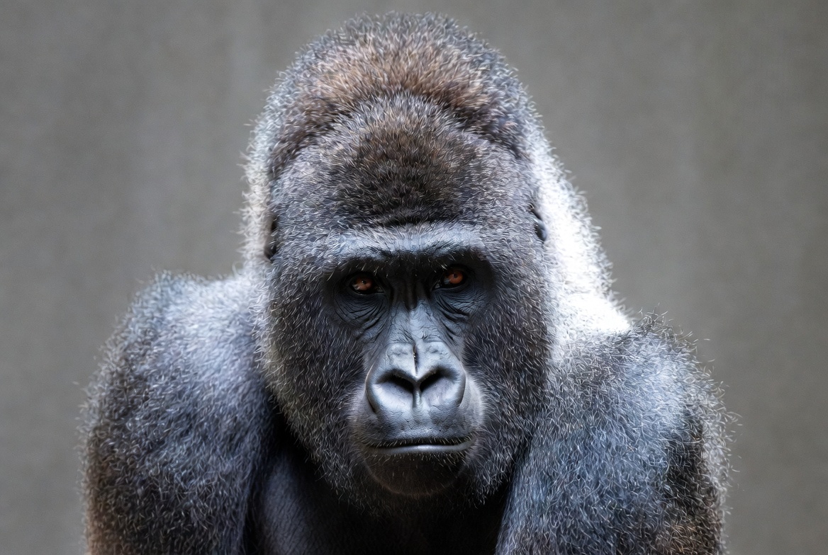 Gorilla at zoo observes visitors Gorilla at zoo observes visitors