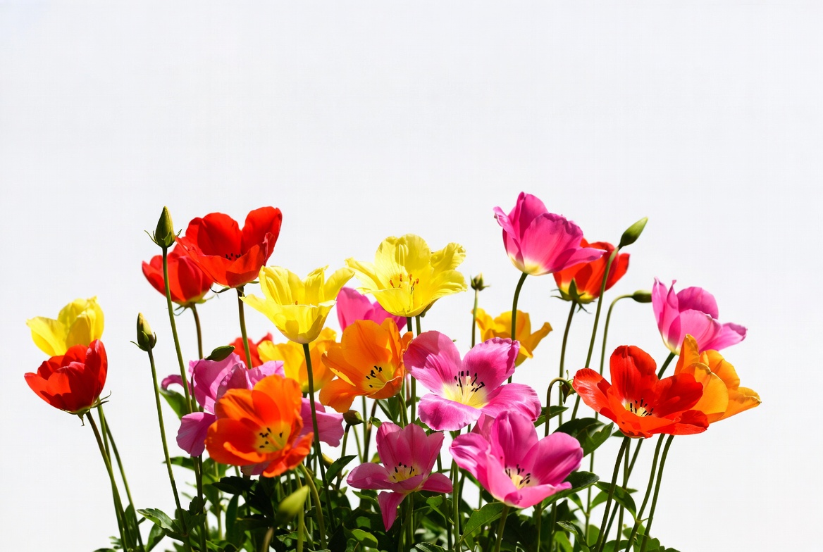 Colorful flowers in a garden Colorful flowers in a garden