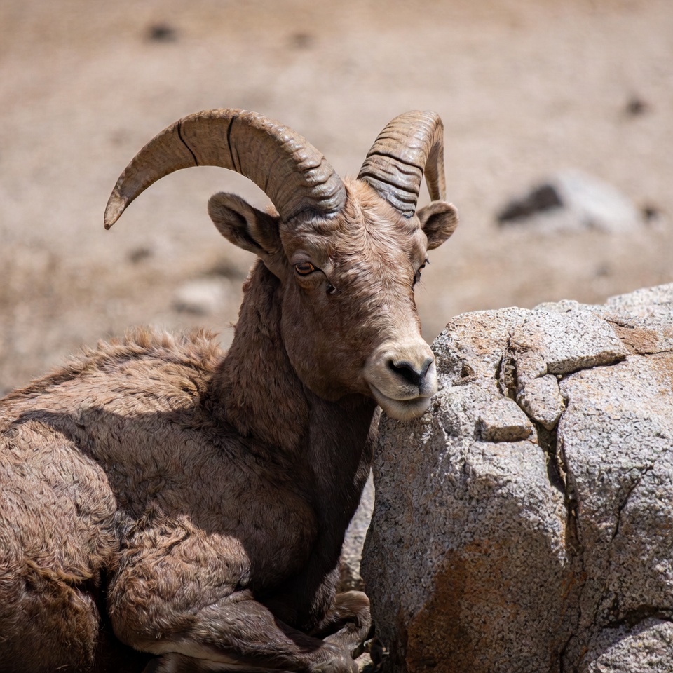 Wild sheep resting by a rock Wild sheep resting by a rock